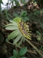 Passiflora rovirosae