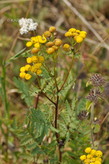 Tanacetum vulgare