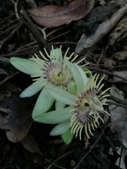 Passiflora rovirosae