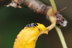 Hymenoptera