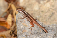 Leiocephalus stictigaster