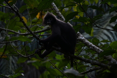 Trachypithecus phayrei