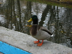 Anas platyrhynchos