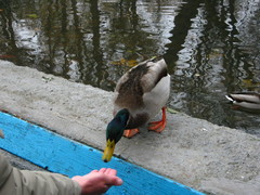 Anas platyrhynchos