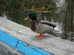Anas platyrhynchos