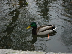 Anas platyrhynchos