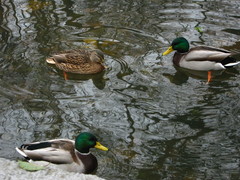 Anas platyrhynchos