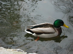 Anas platyrhynchos