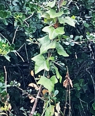 Senecio quinquelobus