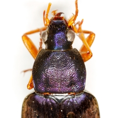 Chlaenius laticollis