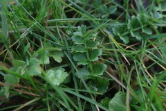 Helosciadium repens