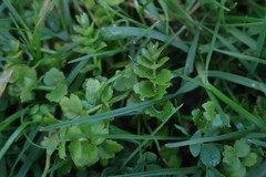 Helosciadium repens