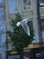 Chroicocephalus ridibundus