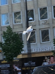 Chroicocephalus ridibundus