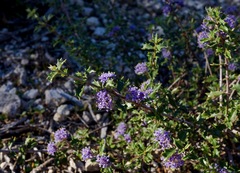 Ceanothus divergens