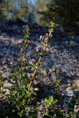 Ceanothus divergens