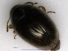Simplocaria
