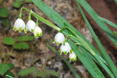 Leucojum aestivum pulchellum