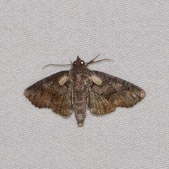 Paectes abrostolella