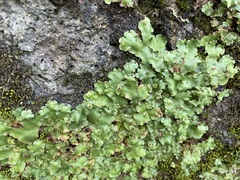 Marchantia paleacea
