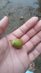 Lagerstroemia parviflora