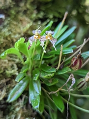 Masdevallia picturata
