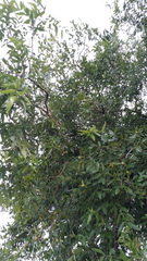 Lagerstroemia parviflora