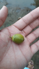 Lagerstroemia parviflora