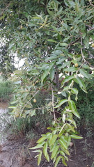 Lagerstroemia parviflora