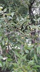 Lagerstroemia parviflora