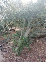 Eugenia uruguayensis