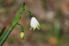 Leucojum aestivum pulchellum