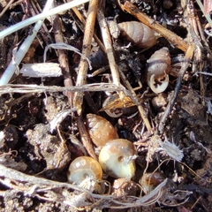 Euchondrus septemdentatus