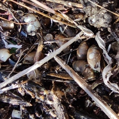 Euchondrus septemdentatus