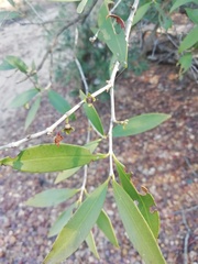 Eugenia uruguayensis