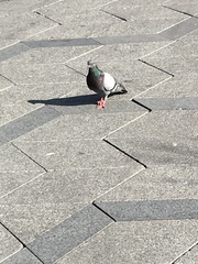 Columba livia domestica