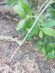 Eugenia uruguayensis