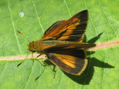 Euphyes conspicua