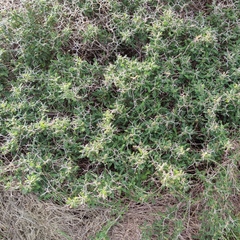 Sarcopoterium spinosum