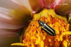 Astylus vittaticollis