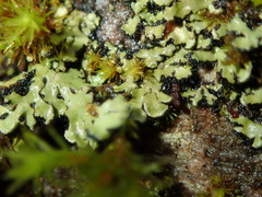 Phaeophyscia endophoenicea
