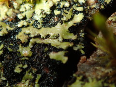 Phaeophyscia endophoenicea
