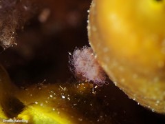 Chelidonura