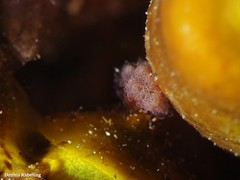 Chelidonura