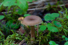 Pseudoomphalina kalchbrenneri