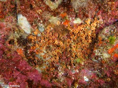 Polycyathus muellerae