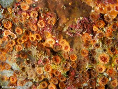 Polycyathus muellerae