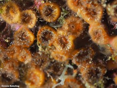 Polycyathus muellerae