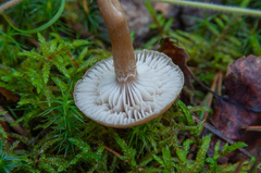 Pseudoomphalina kalchbrenneri