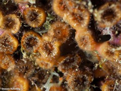 Polycyathus muellerae